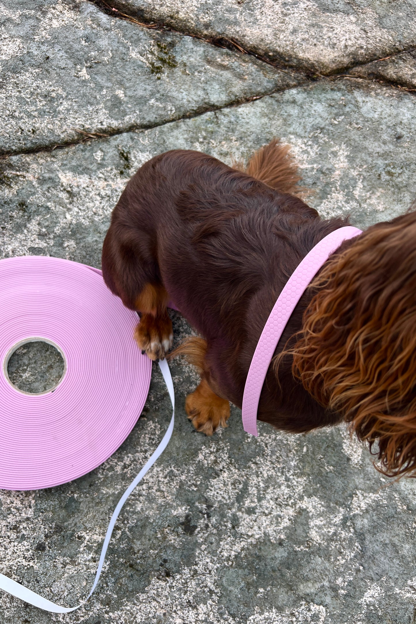Saga classic dog collar