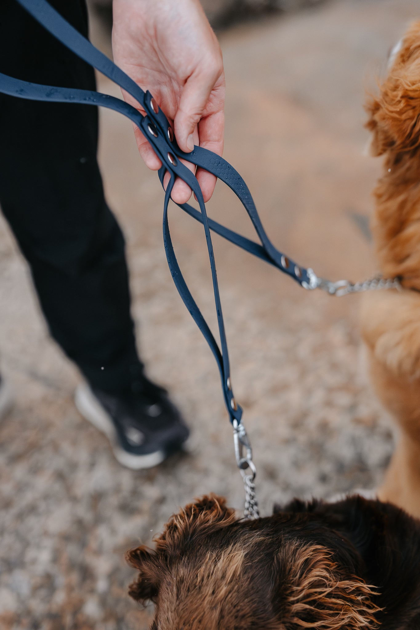 Rex multidubbelkoppel