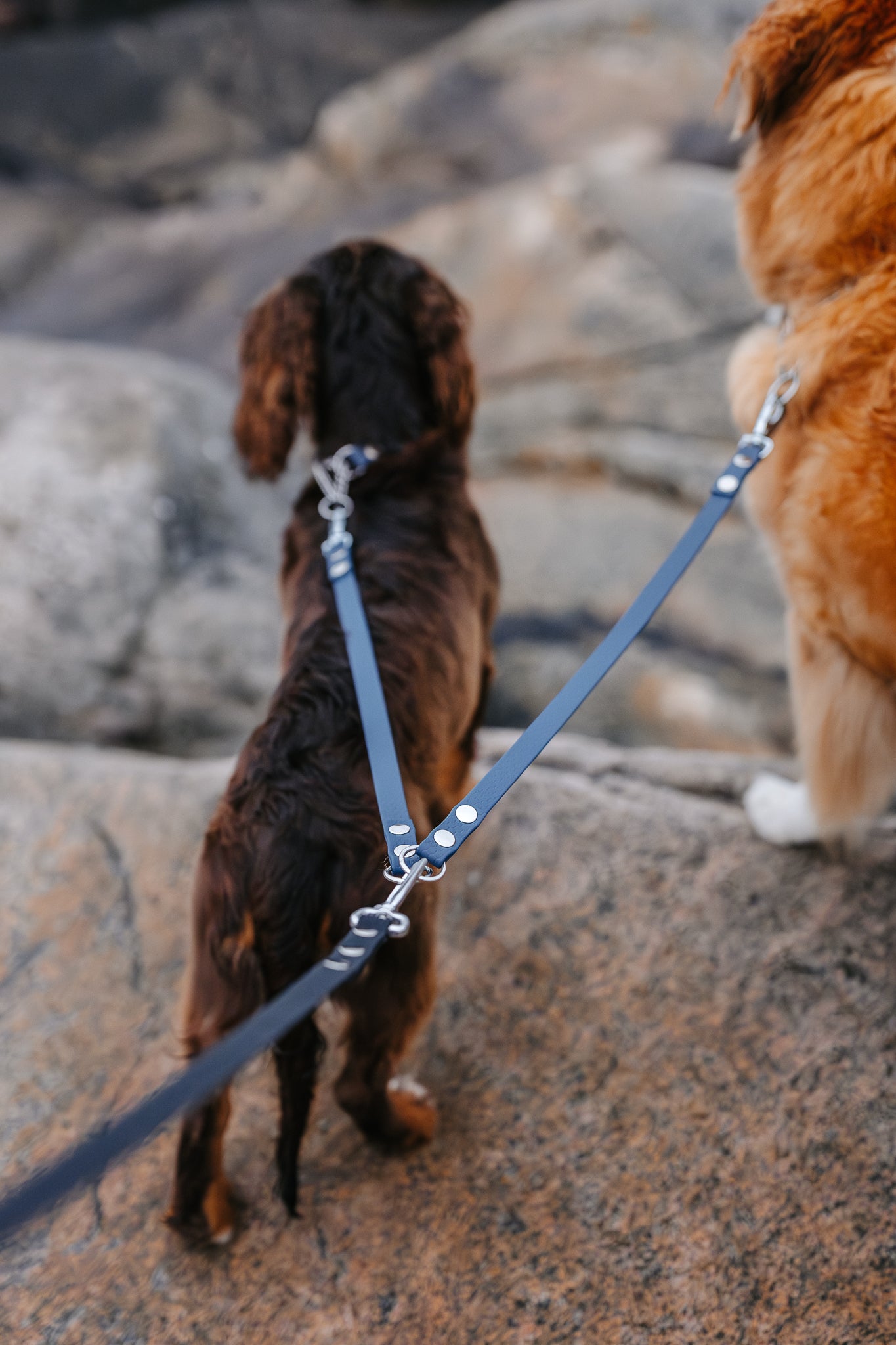 Extra link for double leash