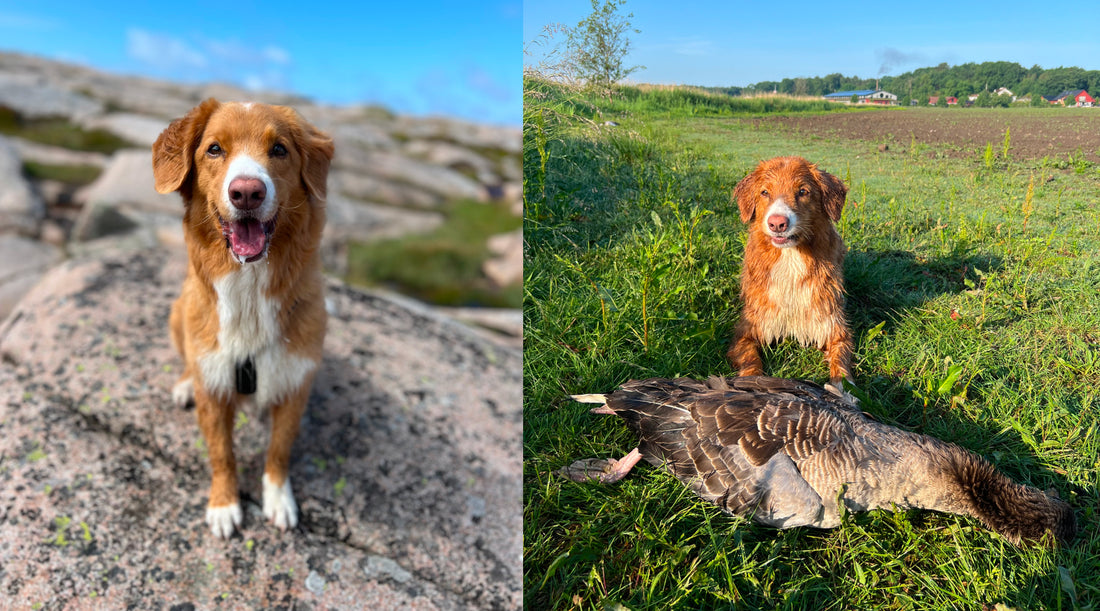 Apporterande fågelhund tollare. Nova scotia duck tolling retriever för fågeljakt och apportering