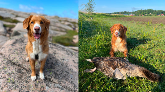 Apporterande fågelhund tollare. Nova scotia duck tolling retriever för fågeljakt och apportering