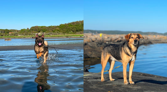 Blandras Jakthundar för klövvilt, älg och vildsvin. Gråhund, jämthund, plotthund, tysk jakt terrier