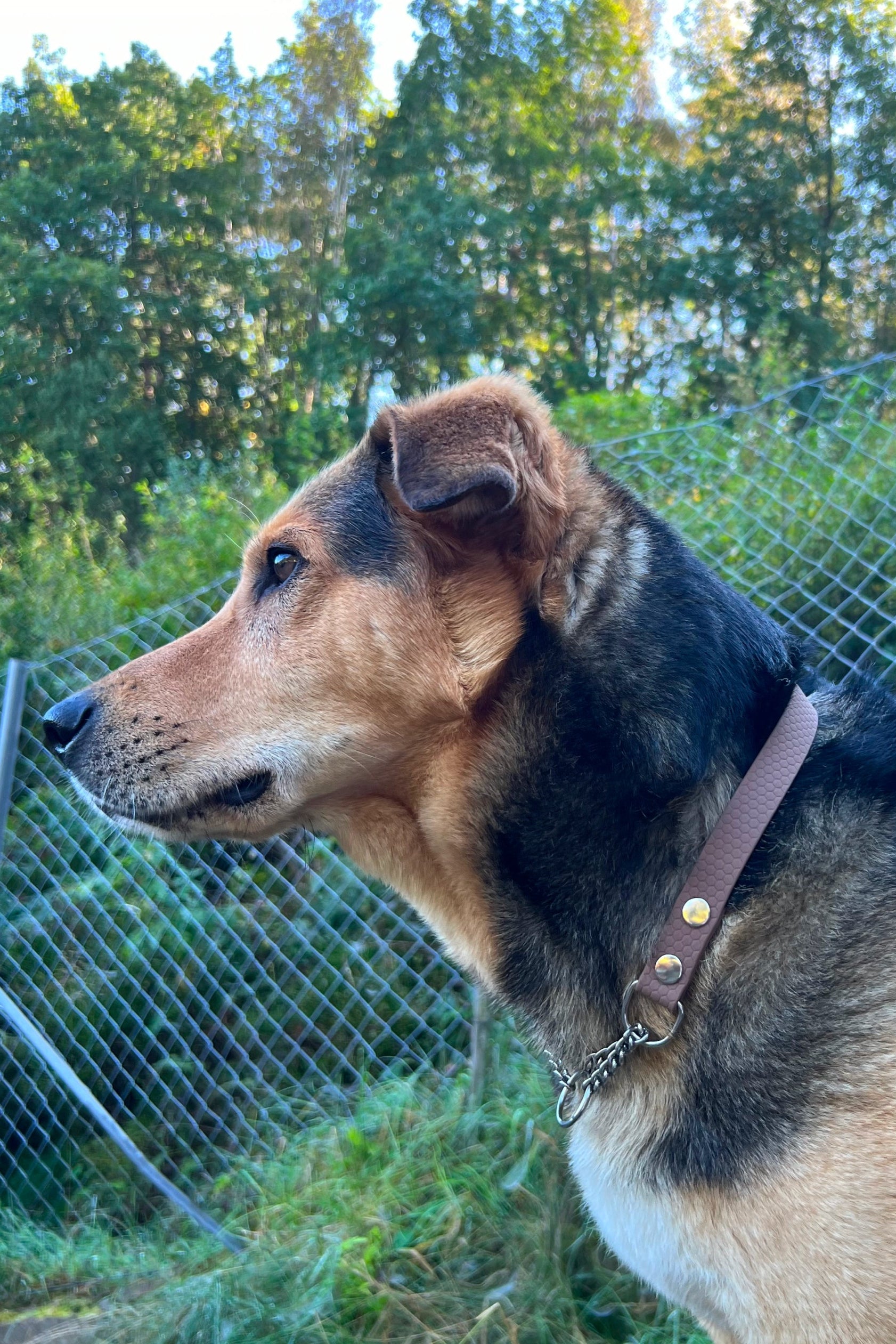 Halvstryp halsband med kedja i vattentätt hexa material 