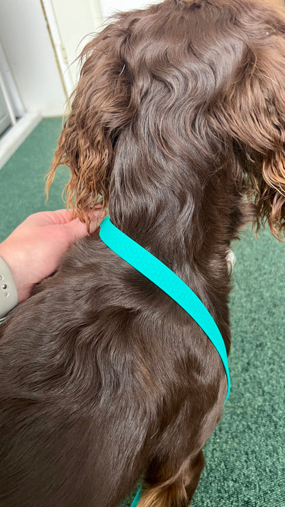 Sally adjustable dog collar