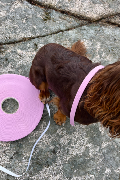 Saga classic dog collar