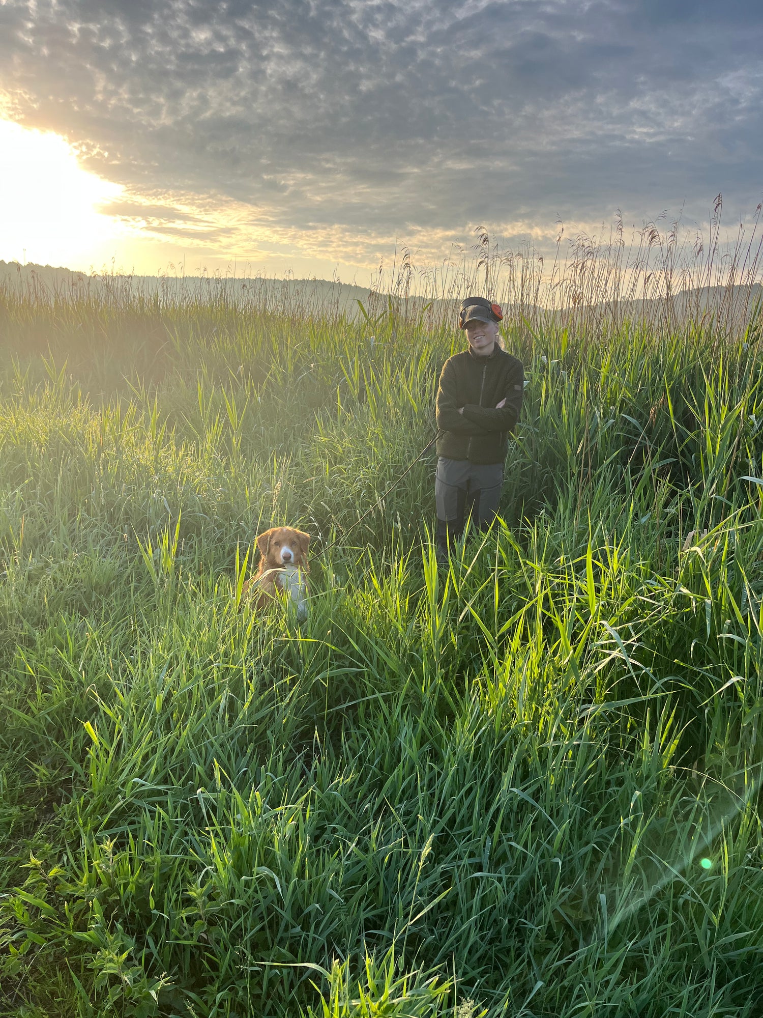 Apporterande fågelhund nova scotia duck tolling retirever. Tollare till jakt