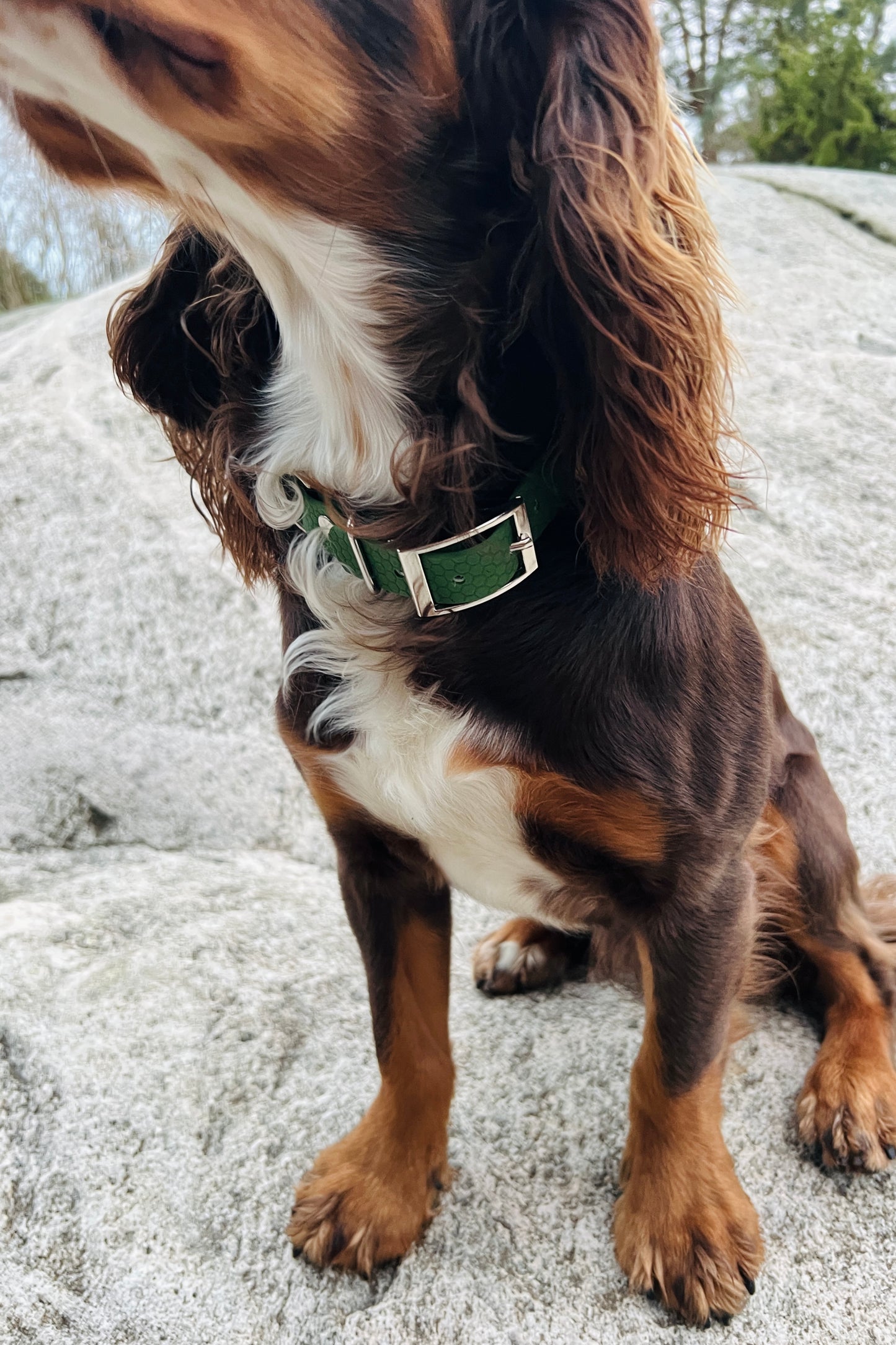 Saga classic dog collar