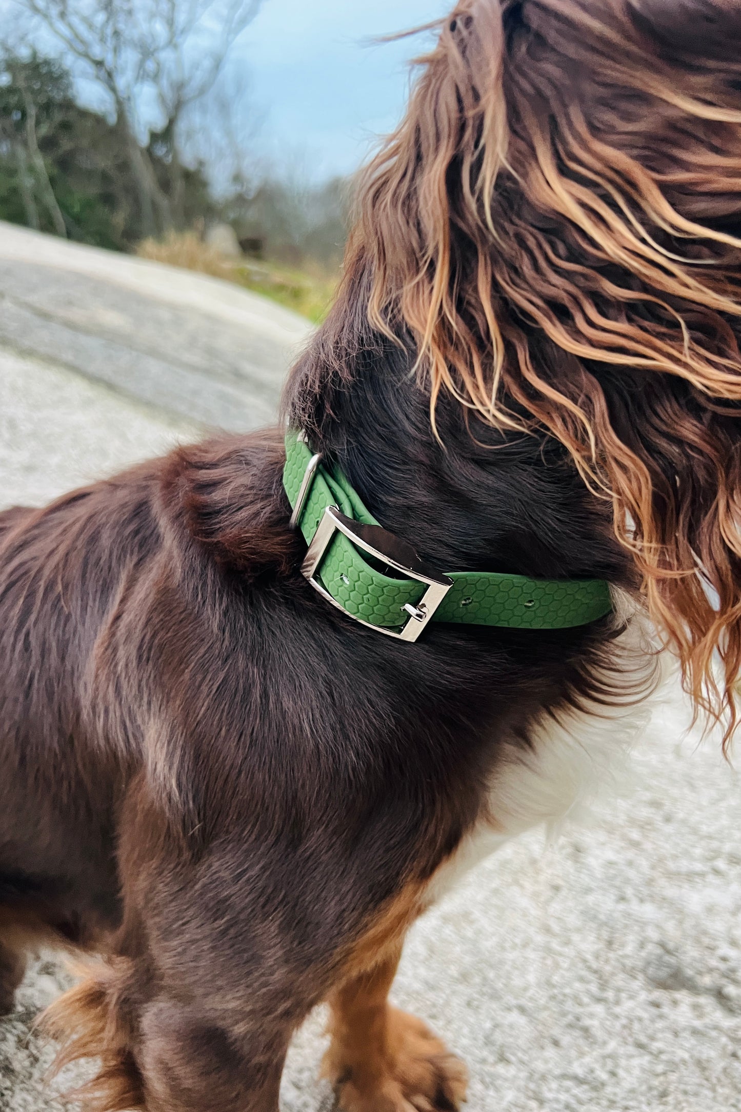 Saga classic dog collar