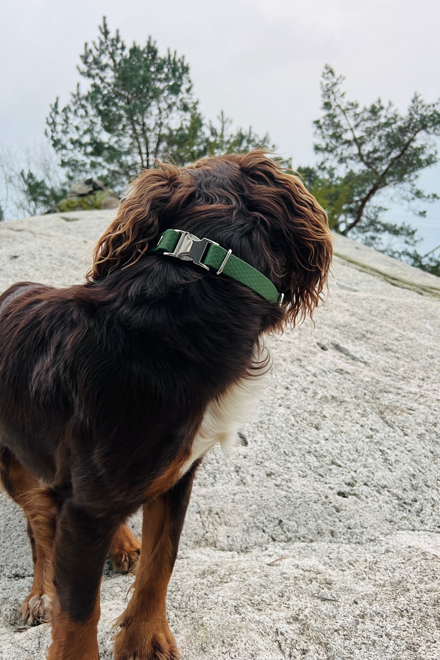 Sally adjustable dog collar