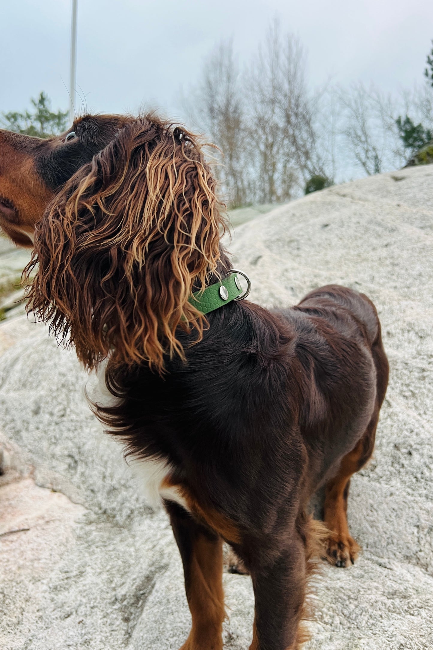 Sally adjustable dog collar