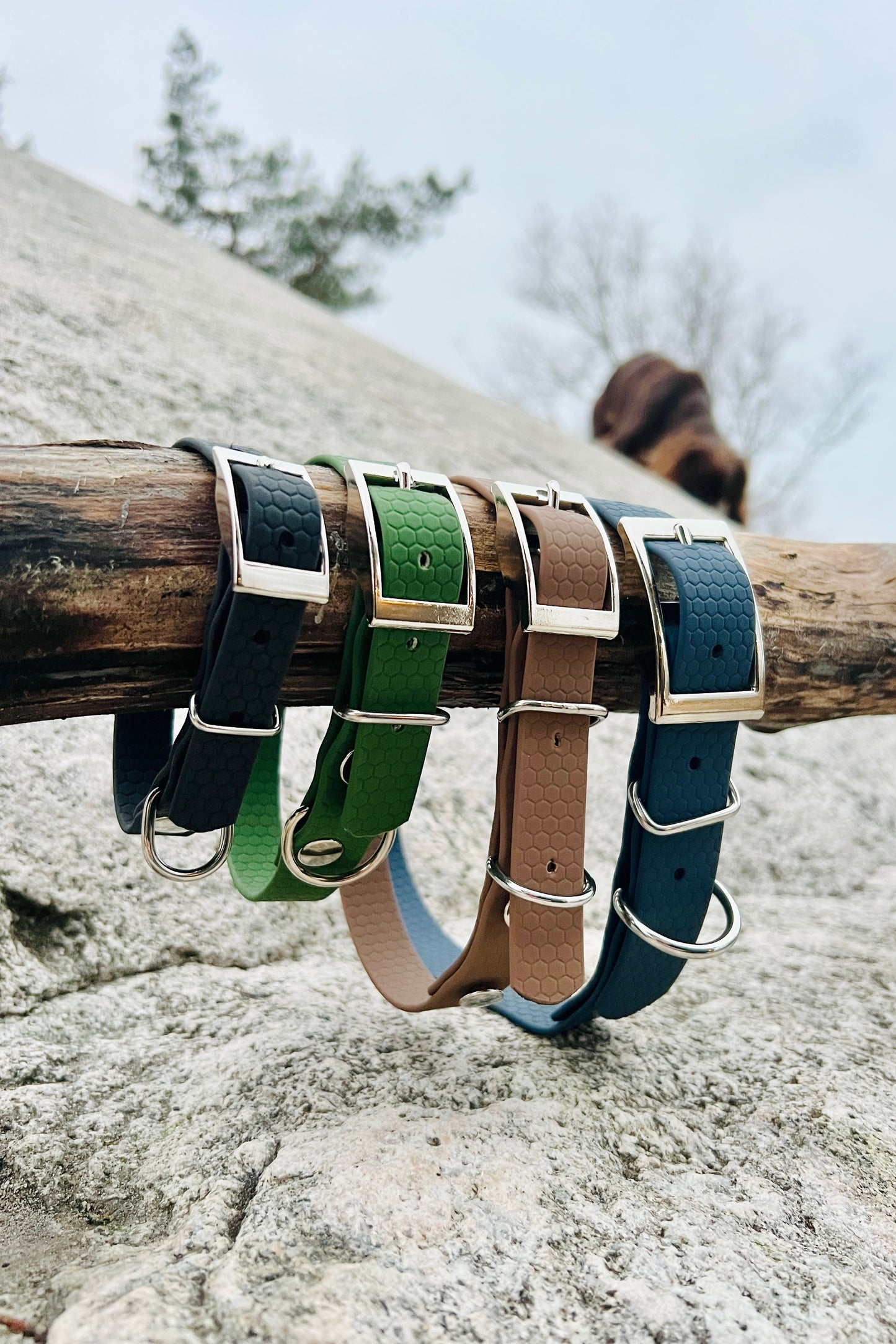 Saga classic dog collar