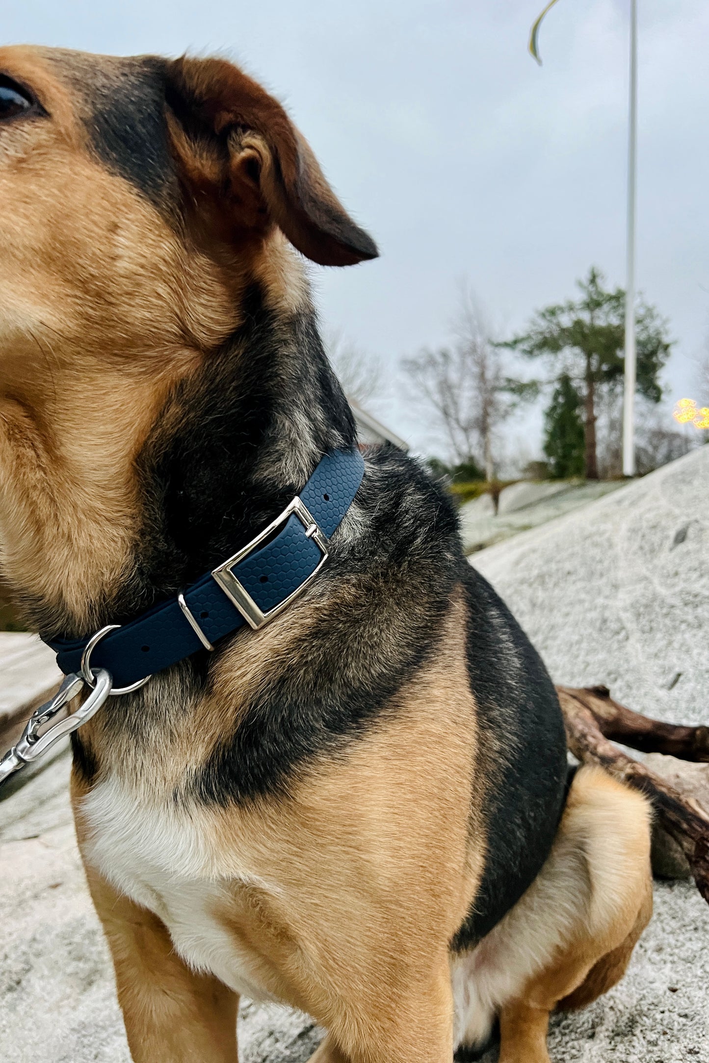 Saga classic dog collar