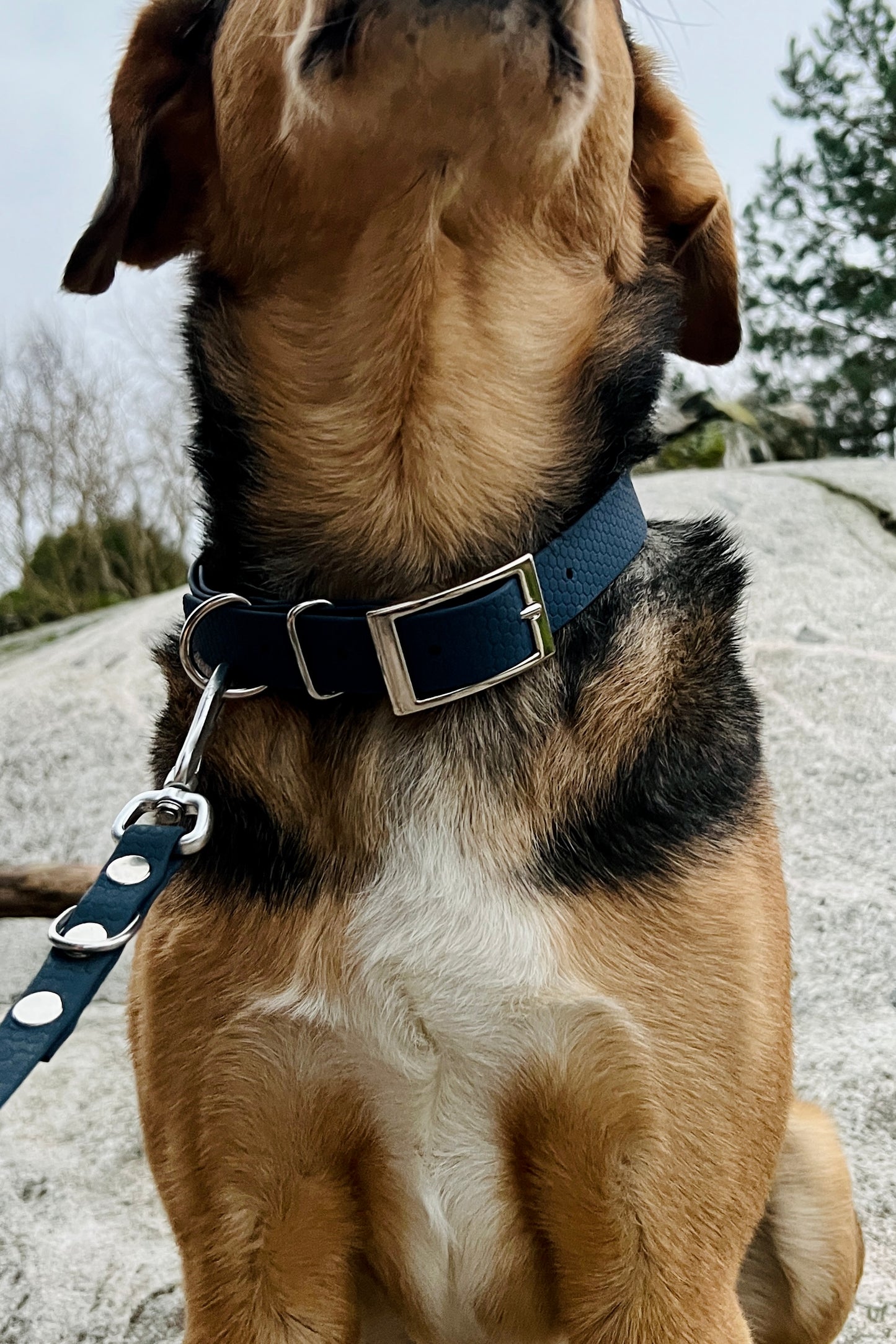 Saga classic dog collar