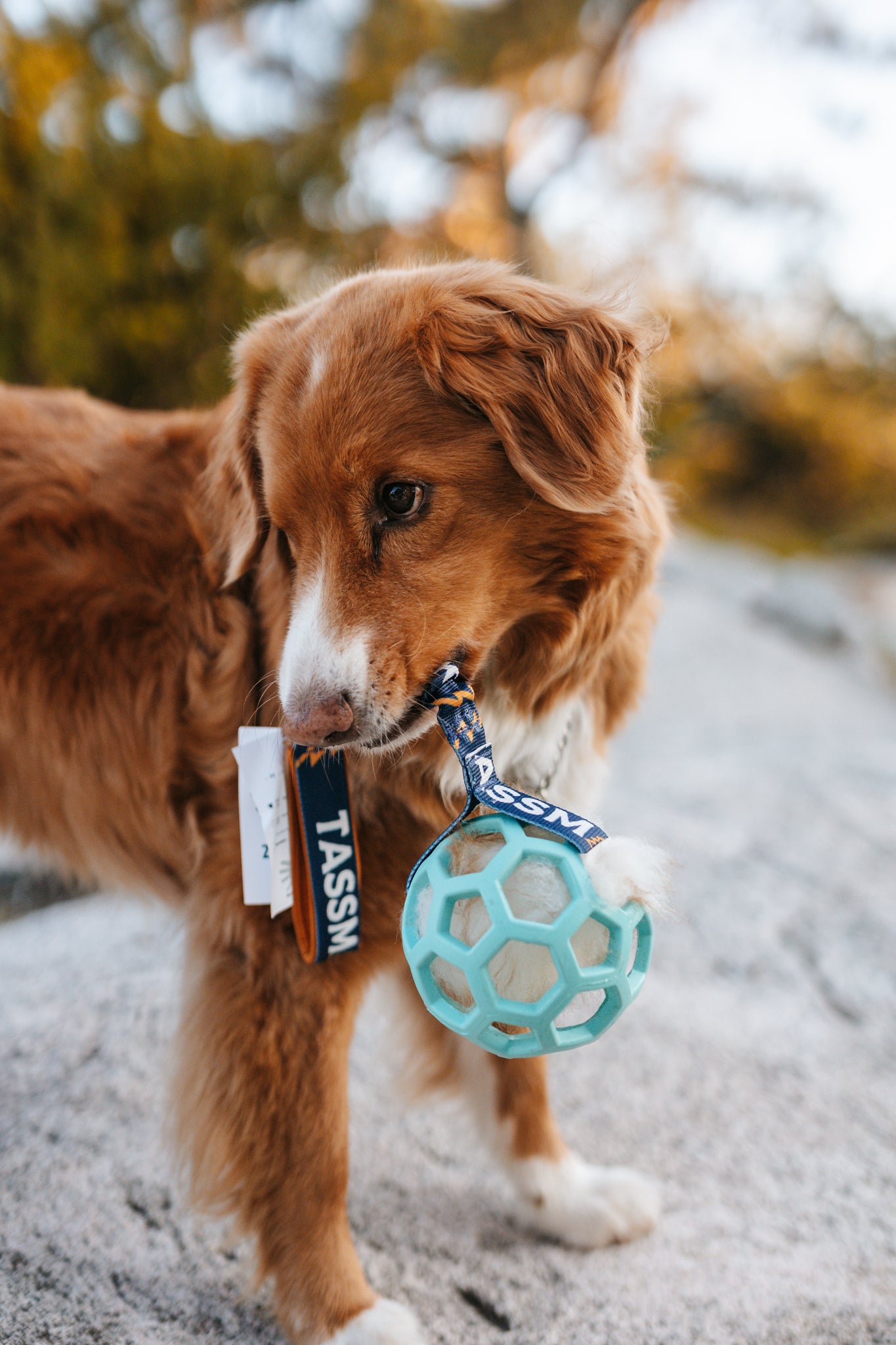 Tug Toy in Sheepskin – Hol-EE Football