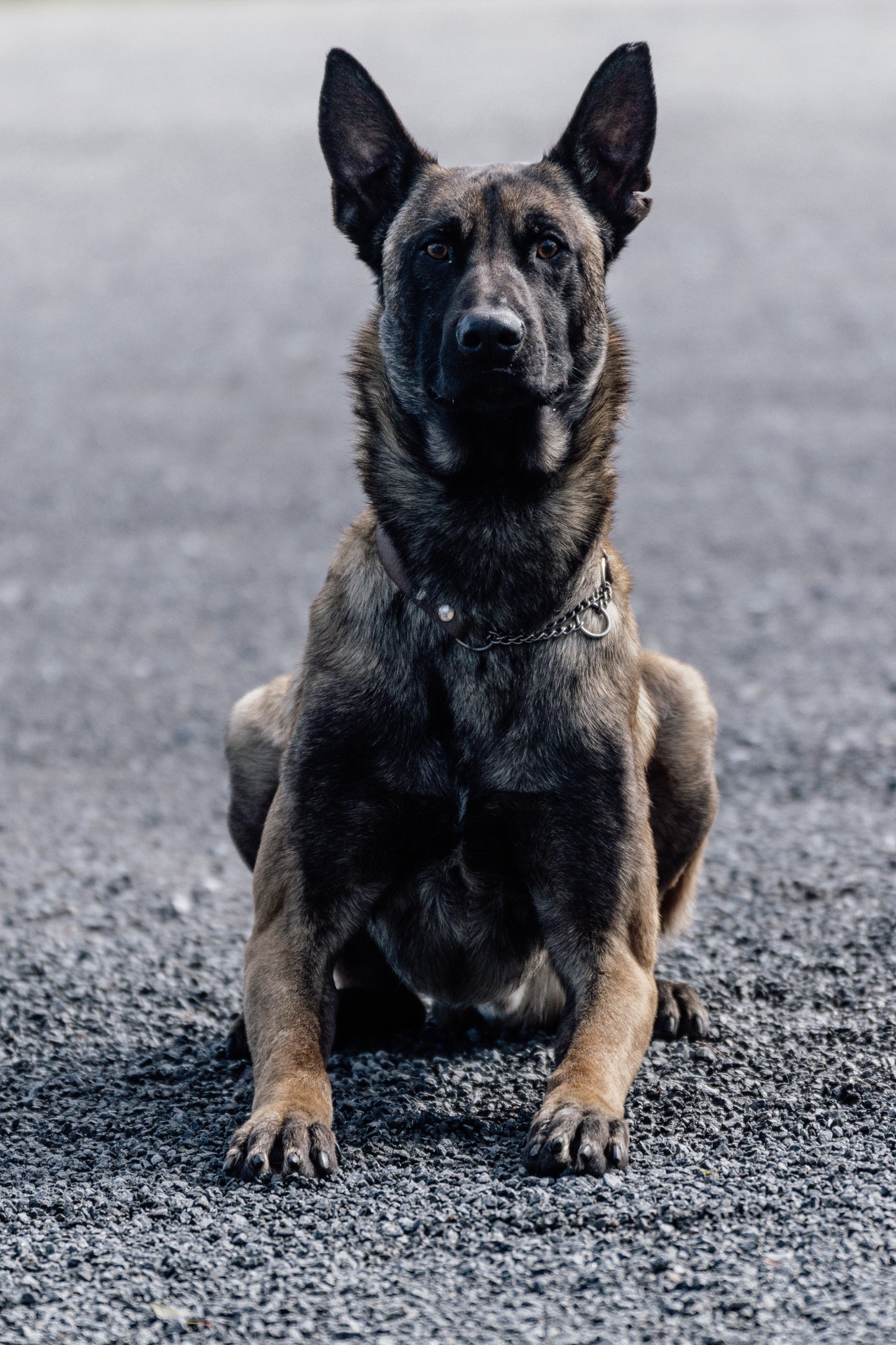 Agda halvstryp halsband med kedja