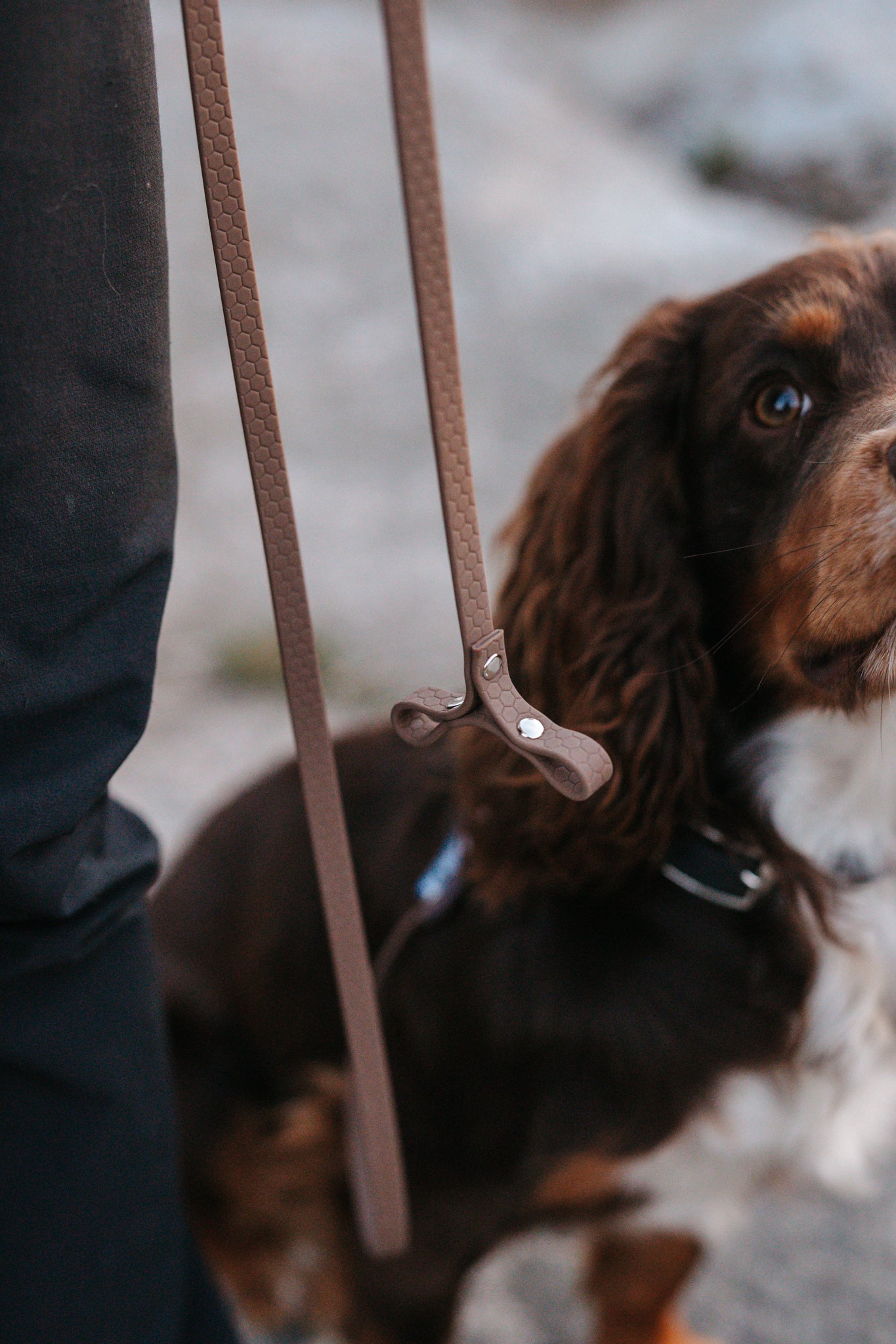 Svante hexa leash