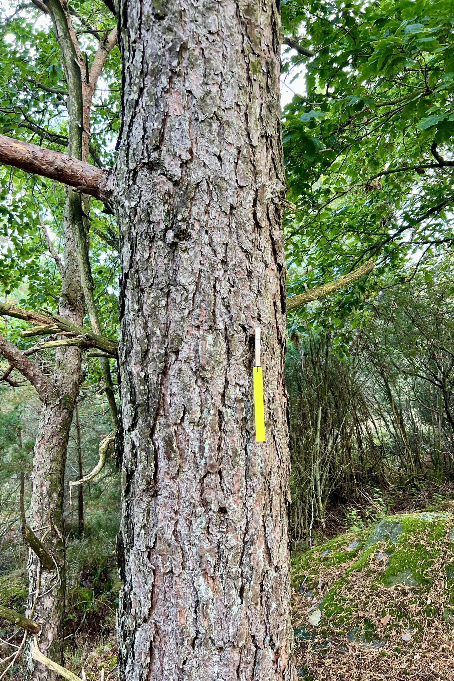 Snitselpaket för spår 6 – 24-pack