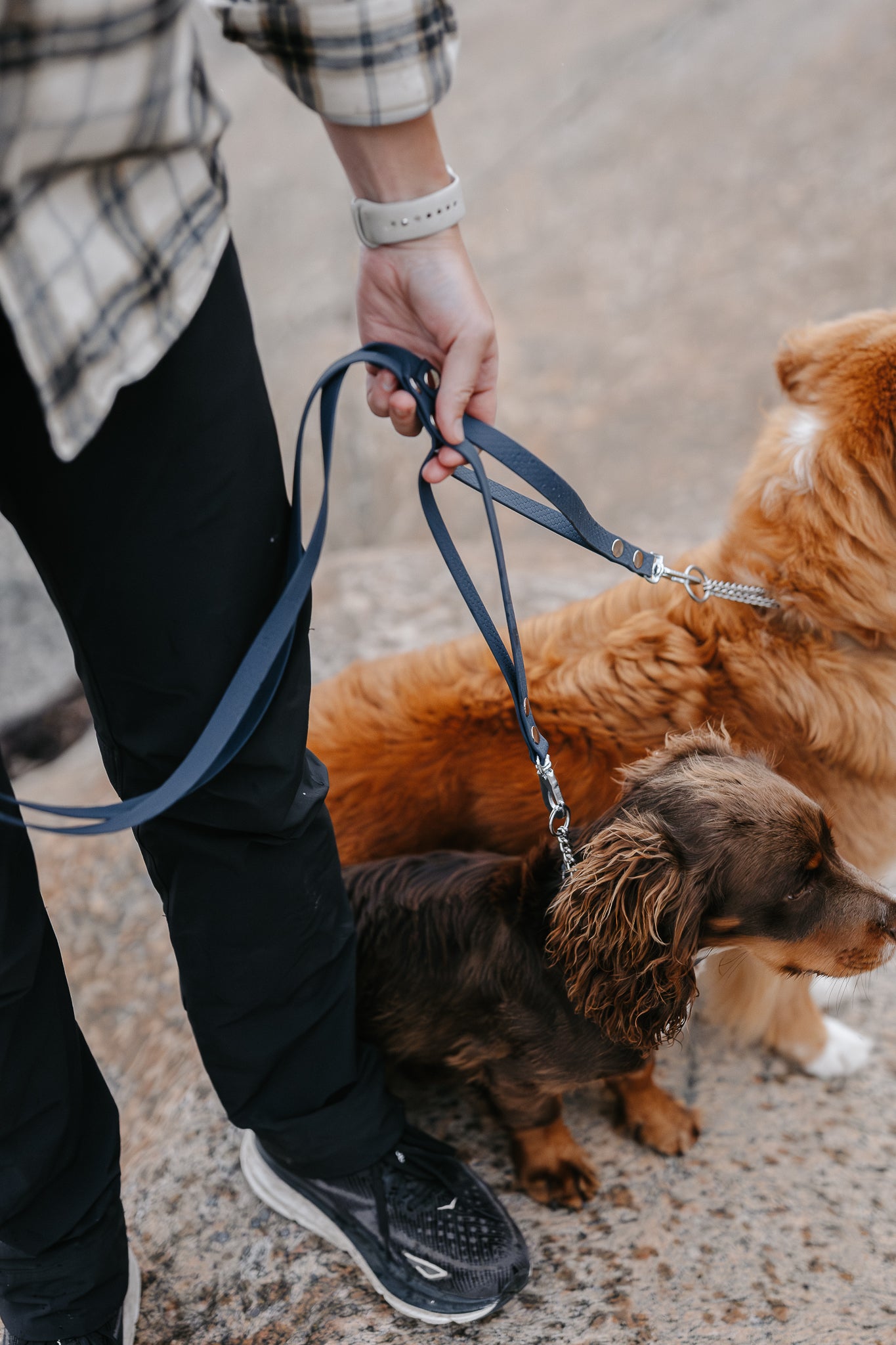 Rex multidubbelkoppel