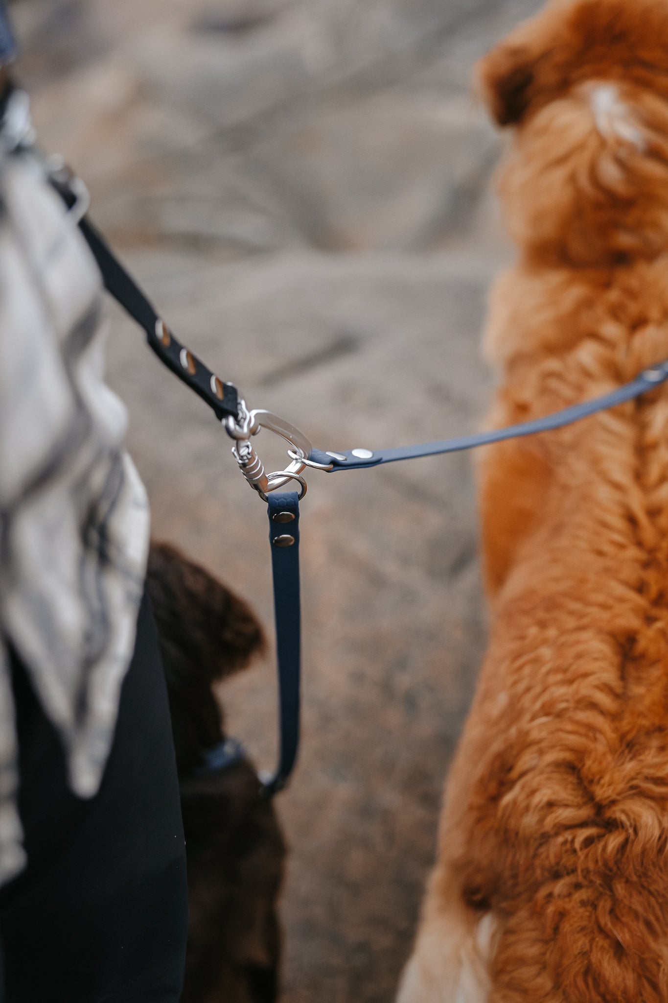 Rex multidubbelkoppel