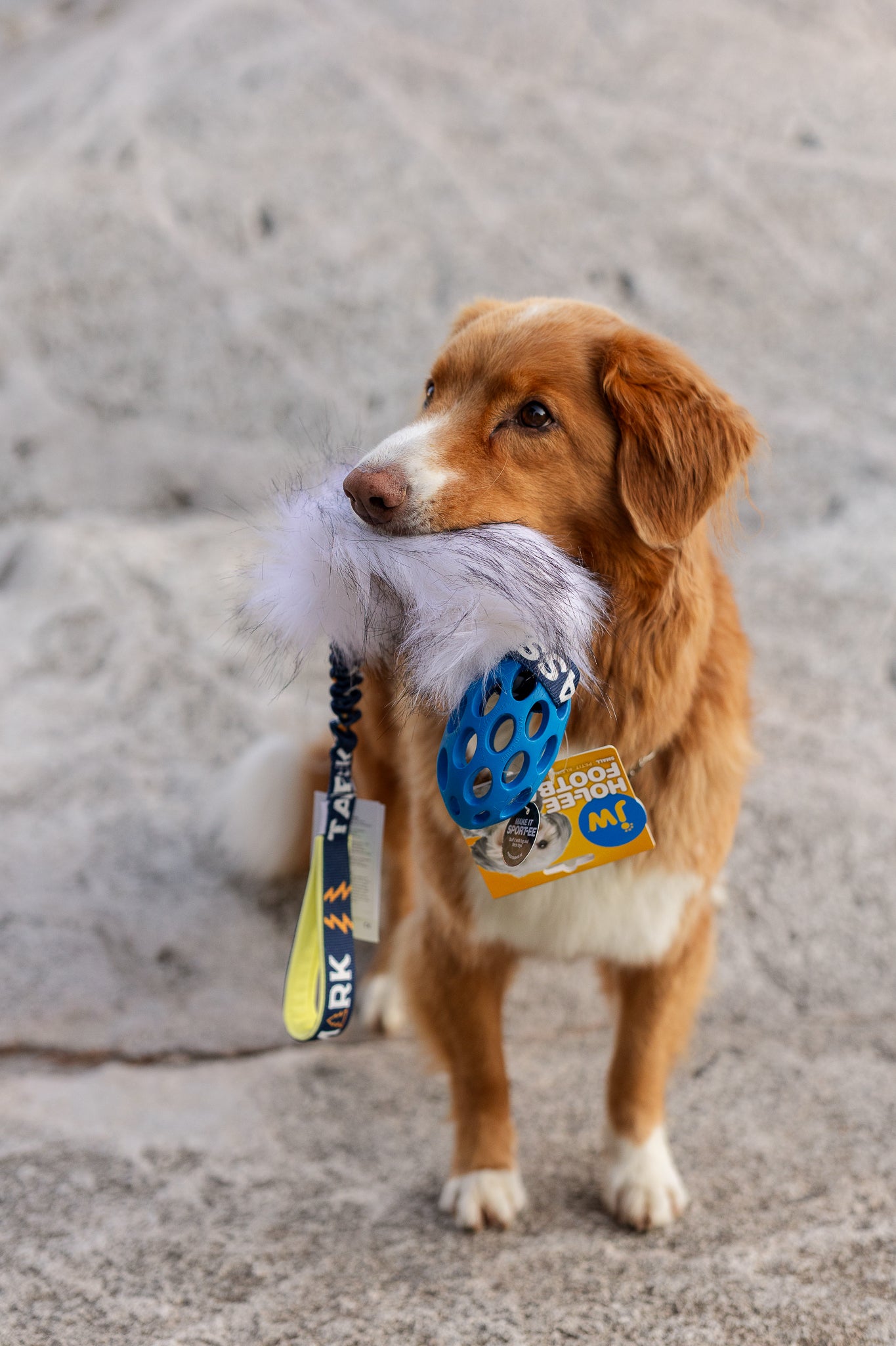 Tassmark x WAO – limited edition