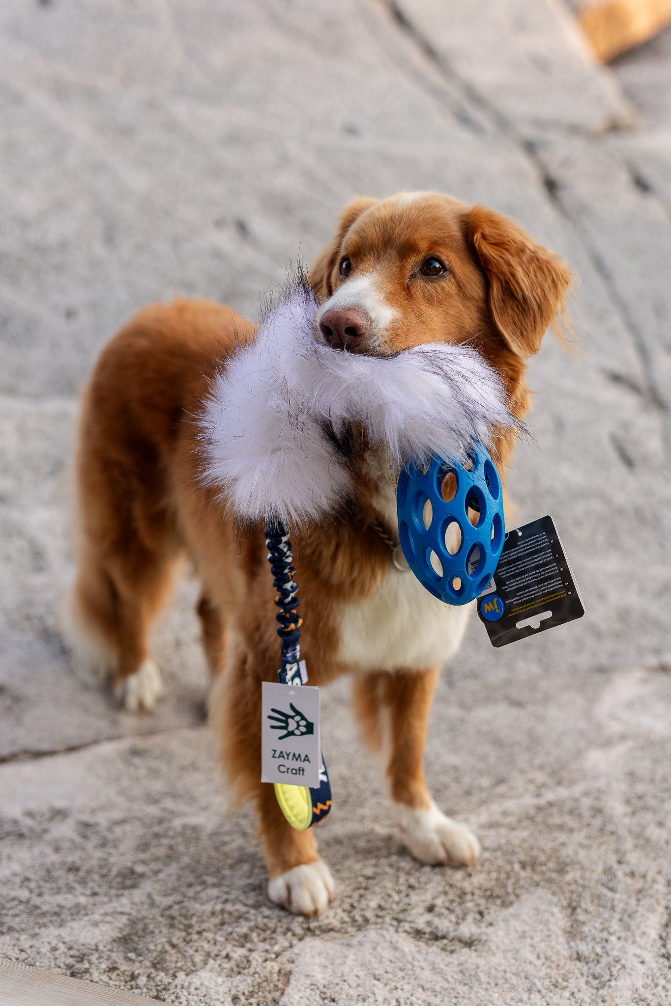 Tassmark x WAO – limited edition